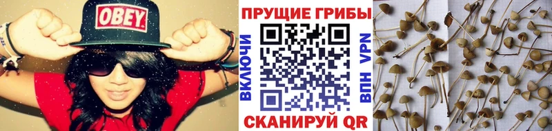 купить наркоту  Пестово  Галлюциногенные грибы ЛСД 